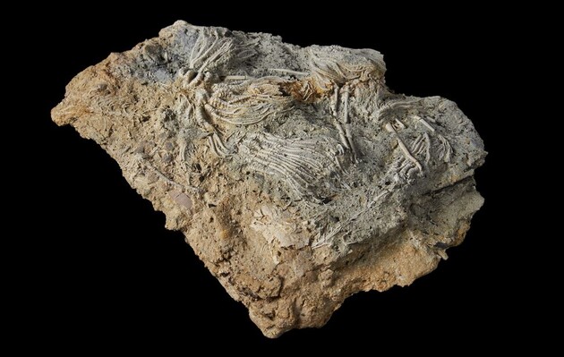 Скам'янілості древніх морських істот на знайденій плиті з вапняка