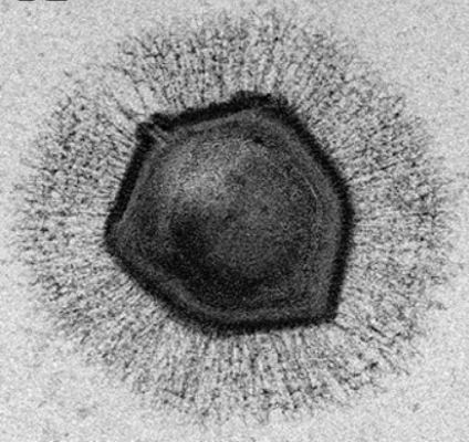 Ученые обнаружили гигантские вирусы в самом глубоком месте на Земле