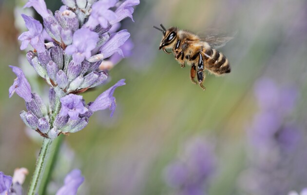 Вчені запропонували використовувати кофеїн для стимулювання бджіл до запилення