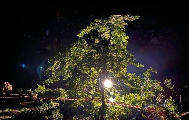 У Львові загинуло двоє людей внаслідок падіння дерева під час буревію