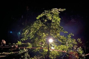 У Львові загинуло двоє людей внаслідок падіння дерева під час буревію