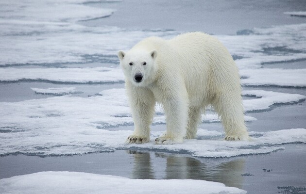 Таяние льдов Арктики может привести к отравлению белых медведей – ученые