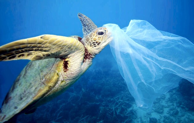 Морские черепахи попали в «эволюционную ловушку» из-за пластикового загрязнения