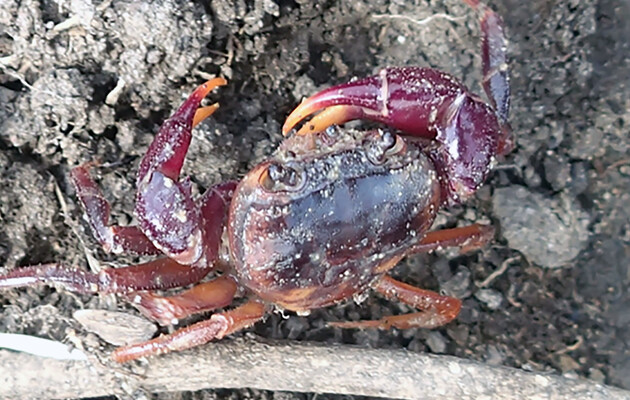 Краб не попадался на глаза ученым более 200 лет