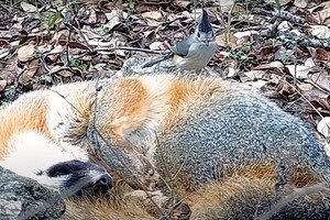 Синиці крадуть шерсть у тварин і волосся з голови людей 