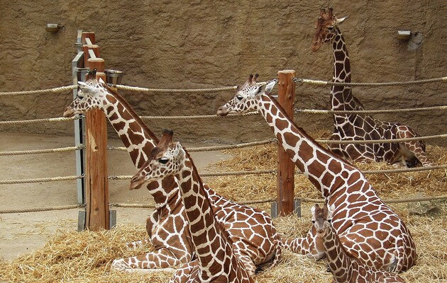 Вчені розповіли про складну соціальну структуру у жирафів