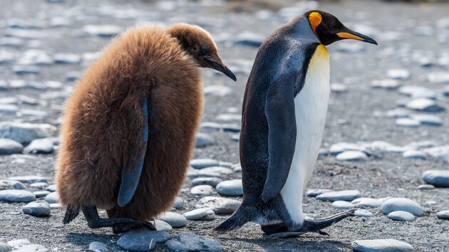 Императорским пингвинам грозит вымирание из-за изменений климата 
