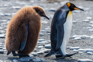 Императорским пингвинам грозит вымирание из-за изменений климата 
