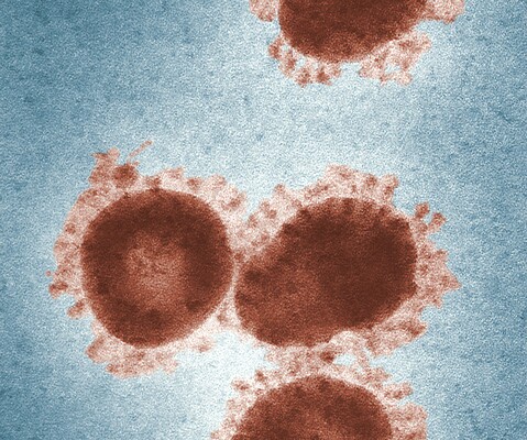 Вакцина БЦЖ може бути досить ефективною при лікуванні коронавірусу