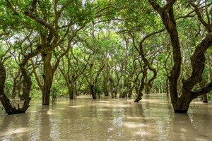 Исчезновение прибрежных лесов представляет серьезную угрозу