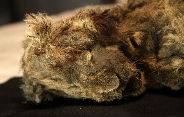 В Сибири нашли останки пещерного львенка, которому 28000 лет