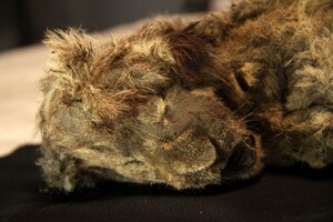 В Сибири нашли останки пещерного львенка, которому 28000 лет