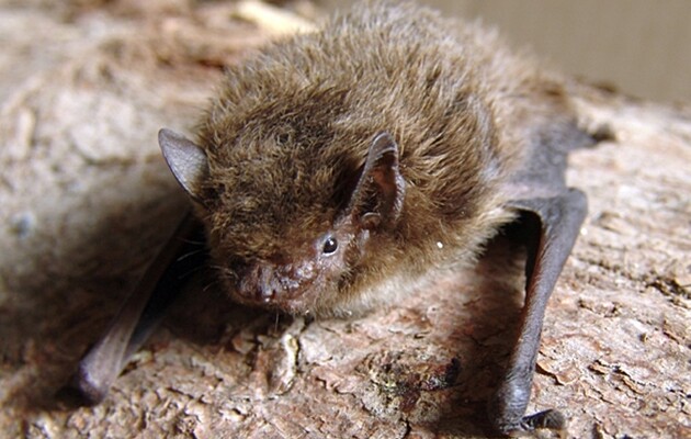 Крошечная летучая мышь пролетела больше 2000 километров