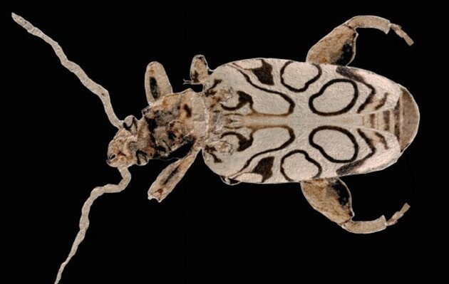Ученые назвали жука эпохи эоцена на честь британского натуралиста Дэвидм Аттенборо