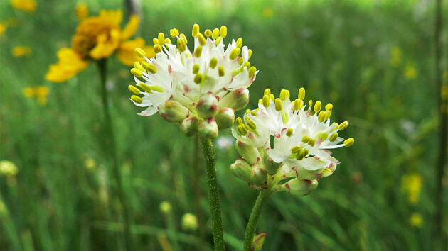 Triantha occidentalis питаются мелкими насекомыми