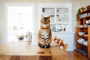 Ученые выяснили, что домашние кошки 