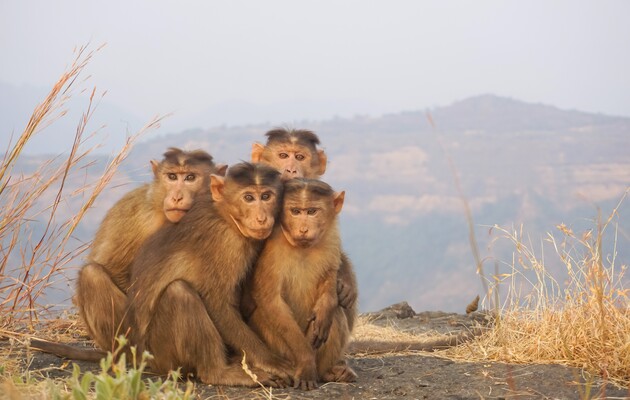 У мавп є схожі на людські вітання і прощання