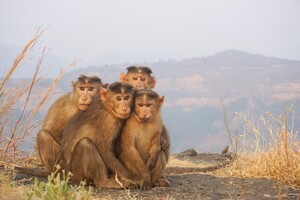 У мавп виявили вітання і прощання, які дуже схожі на людські 