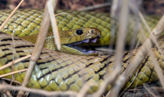 Ученые выяснили, как у ядовитых змей появились клыки с ядом