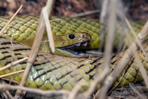 Вчені з'ясували, як у отруйних змій з'явилися ікла з отрутою 