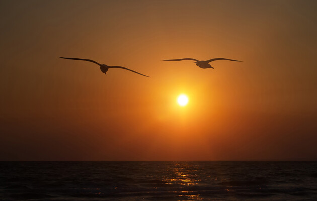 Деятельность человека стала причиной вымирания сотен видов птиц