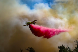 В Израиле вспыхнули лесные пожары — тысячи людей эвакуированы 