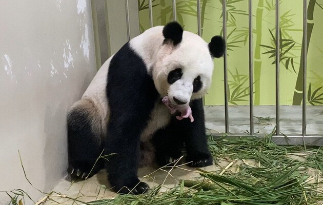 У зоопарку Сінгапуру вивели перше дитинча панди 