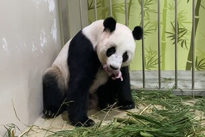 В зоопарке Сингапура вывели первого детеныша панды 