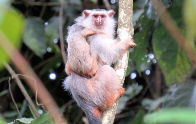 В джунглях Бразилии открыли новый вид обезьян 