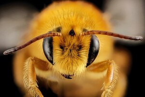 Агресивні бджоли виділяють більш насичену ферментами отруту — дослідження 