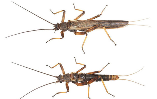 Крылатая и бескрылая веснянка Zelandoperla fenestrata