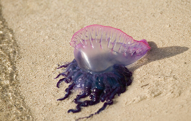 Уксус и горячая вода: что делать, если тебя ужалила медуза