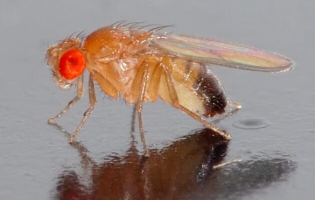 Після тижня в ізоляції дрозофіли починають менше спати і більше їсти
