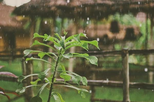 В Украине ухудшение погодных условий: дожди, грозы и шквальный ветер