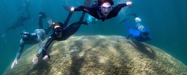 Ученые нашли самый широкий коралл Большого Барьерного рифа