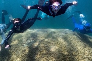Вчені знайшли найширший корал Великого Бар'єрного рифа 