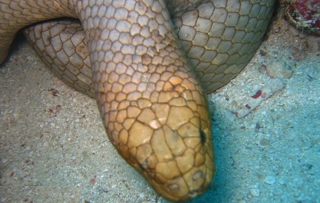 Самцы морских змей преследуют дайверов в воде, считая что это самки 