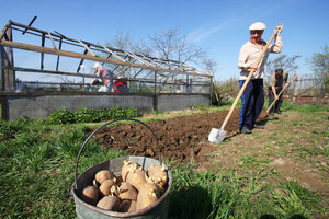 В Україні за 10 років виробництво картоплі впало на 13% - міністр агрополітики 