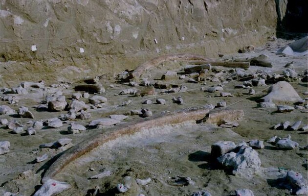 Археологи в Италии выявили рекордное количество древних орудий из слоновой кости