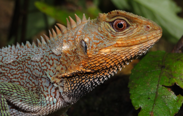 Вчені відкрили новий вид ящірок Enyalioides feiruzae