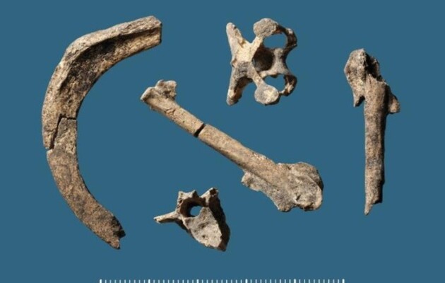 Кости птиц, которые обнаружили на стоянке Редхалс в Дании 