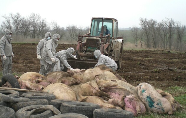 У Харківській області стався спалах африканської чуми свиней 