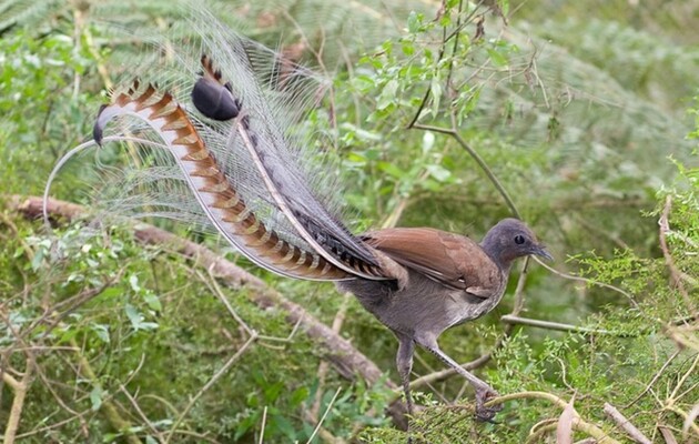 В зоопарке Австралии птица лирохвост научилась истерить, как маленький ребенок