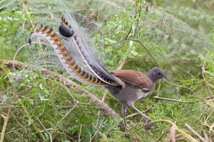 У зоопарку Австралії птах лірохвіст навчився істерити, як маленька дитина 