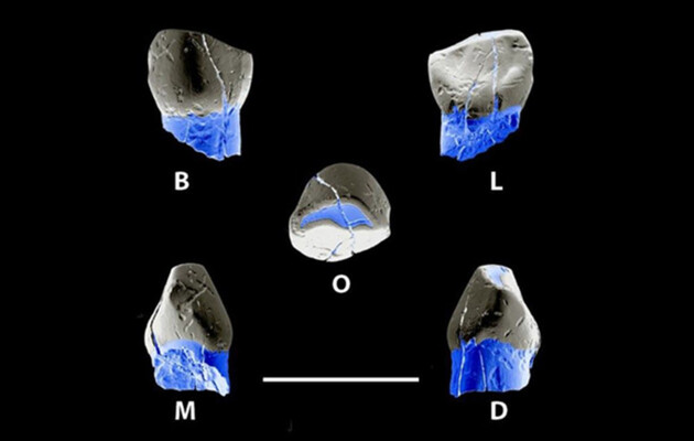 В Ірані знайшли молочний зуб неандертальської дитини