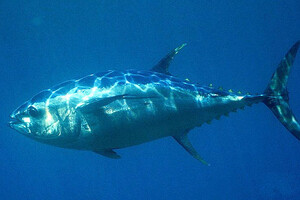 Популяція тунця відновлюється, але акули і скати опинилися під загрозою зникнення 