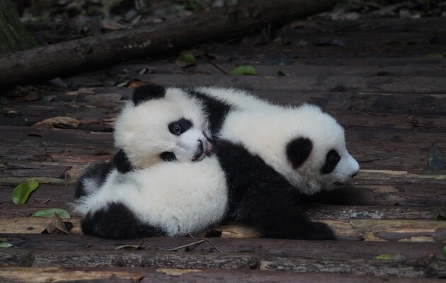 Крошечные, розовые, да еще и близнецы: в зоопарке Мадрида родились две панды