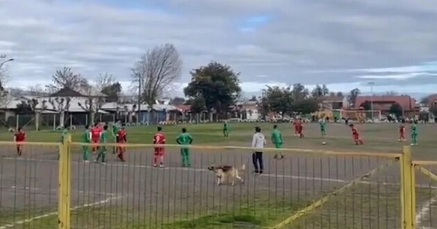 У матчі чилійських команд на поле вибігла собака і забила гол 