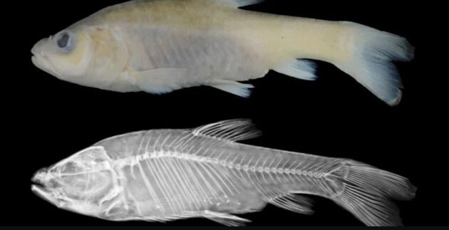 Вчені відкрили новий вид печерних риб 