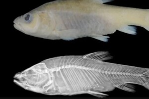 Ученые открыли новый вид пещерных рыб